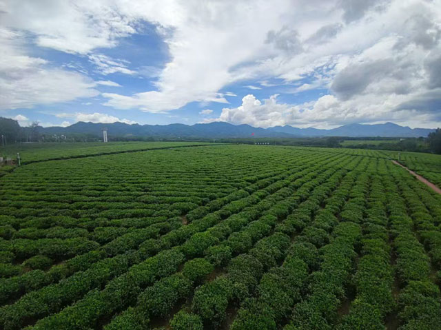 秾粹茶叶培训